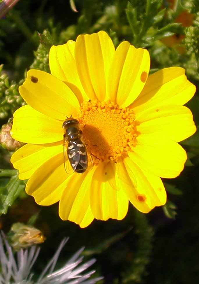 Scaeva pyrastri F (Syrphidae)